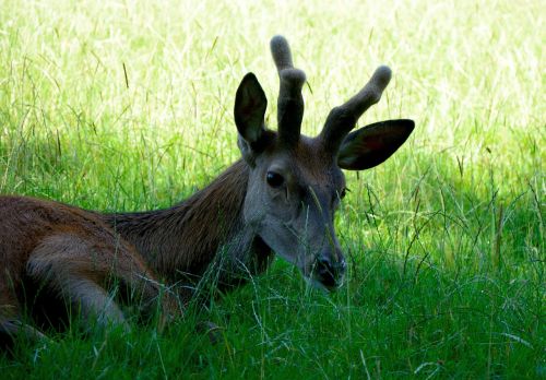 hirsch red deer wild