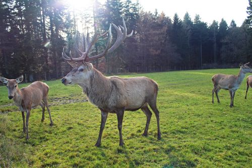 hirsch forest nature