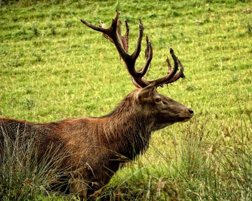 hirsch red deer cervus elaphus