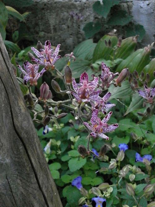 hirta liliaceae autumn flowers