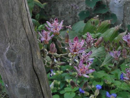 hirta liliaceae autumn flowers