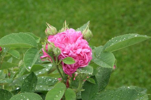 historic rose rose de resht pink