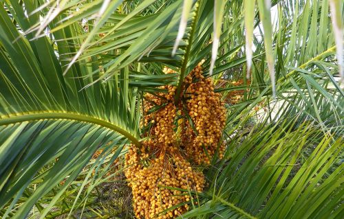 hiszpania palma zieleń