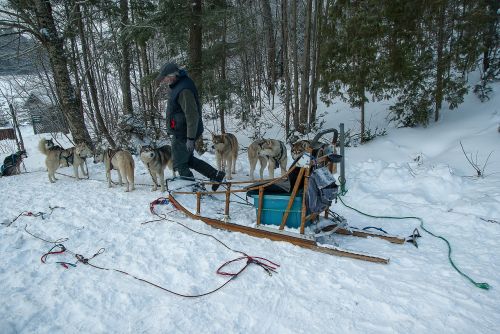 hitch sled dogs sled