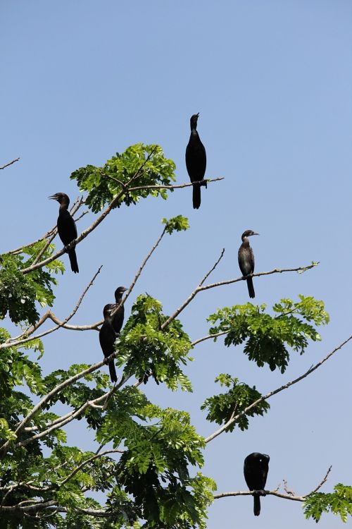 hitchcock birds tree