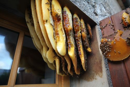 hive behind the shutters