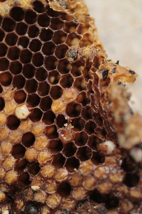 hive  bees  garden