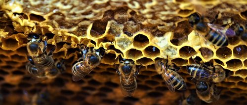 hive  bees  insects