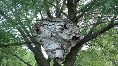 hive garden plant