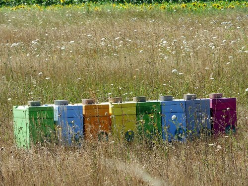 hives  bees  honey