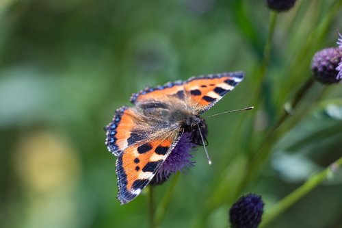 hives  butterfly  insect