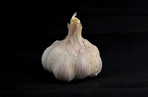 Head Of Garlic