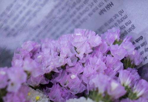 hoa sa lem pink to pale purple natural