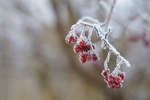 hoar frost  winter  frost