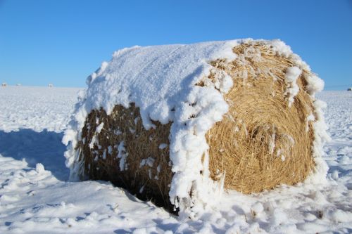 Hoar Frost Hay Bale