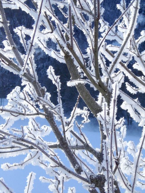 hoarfrost winter frost