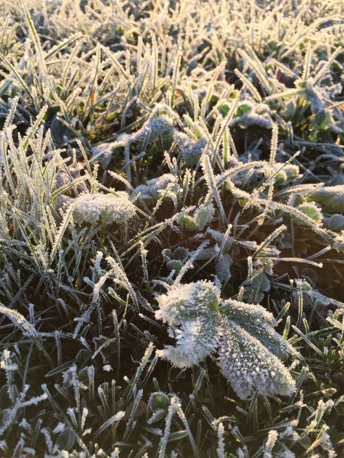 hoarfrost meadow winter