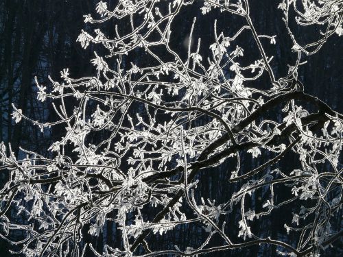 hoarfrost tree branch