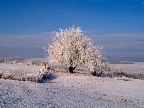 hoarfrost winter iced