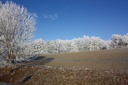hoarfrost tree winter