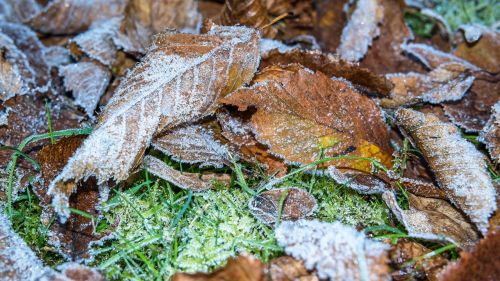 hoarfrost frost leaves