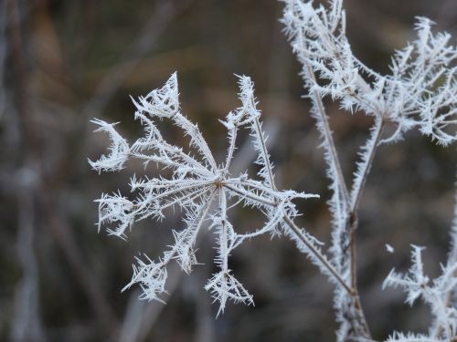 hoarfrost frost cold