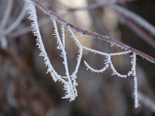 hoarfrost frost cold