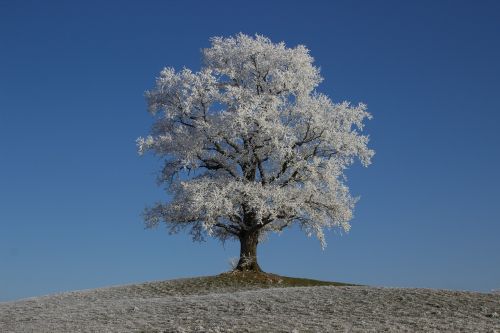 hoarfrost winter tree