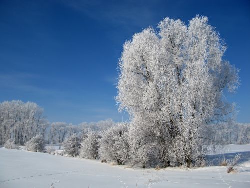 hoarfrost winter cold