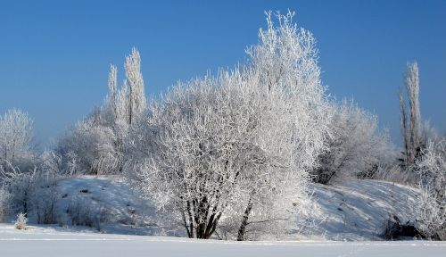 hoarfrost winter cold