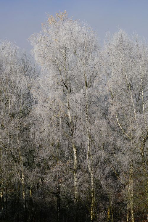 hoarfrost cold winter