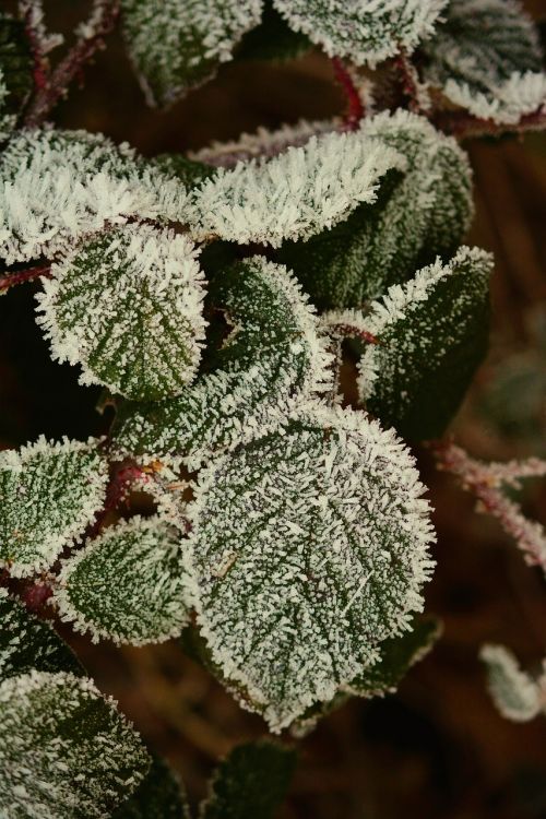 hoarfrost leaves frozen