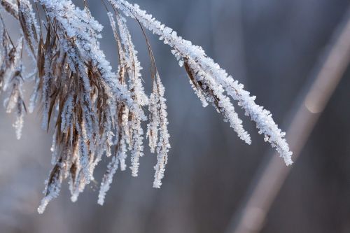 hoarfrost frost winter