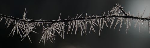 hoarfrost branch ice