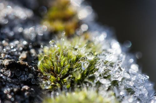 hoarfrost moss winter
