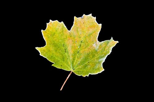 hoarfrost autumn leaf