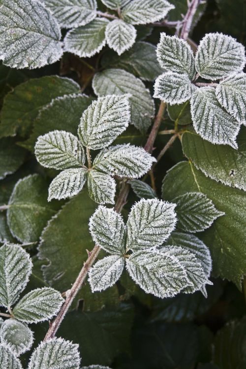 hoarfrost autumn leaves