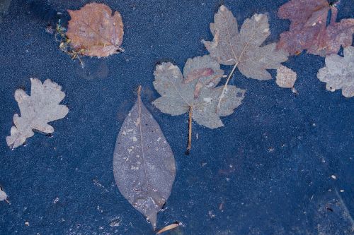 hoarfrost leaf leaves