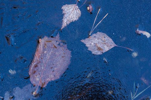 hoarfrost leaf leaves