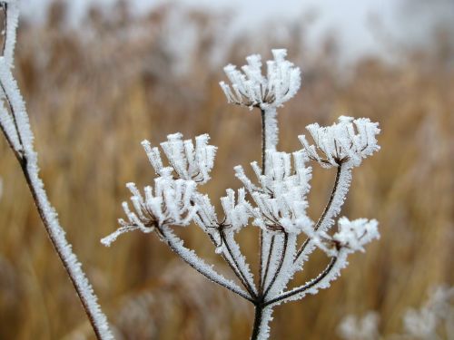 hoarfrost reed winter