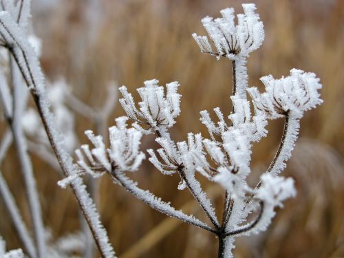 hoarfrost reed winter