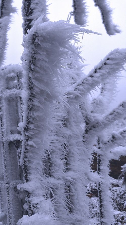 hoarfrost wintry frost