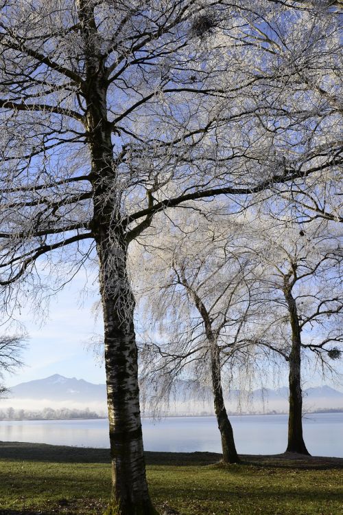 hoarfrost cold frost