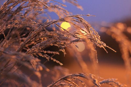 hoarfrost grasses ice