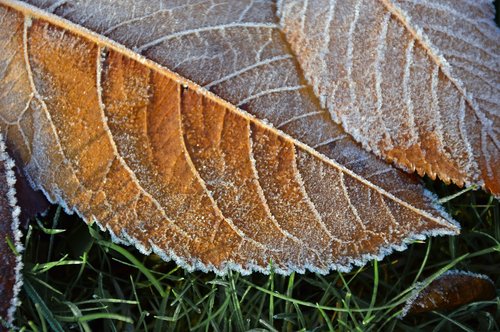 hoarfrost  frost  ice