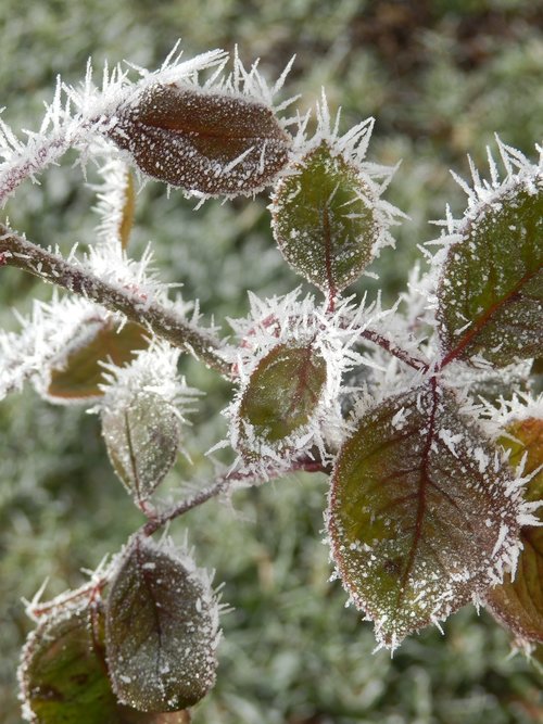 hoarfrost  frost  winter