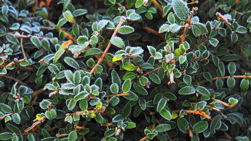 hoarfrost  boxwood  winter