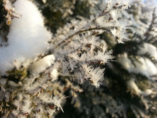 hoarfrost winter ripe