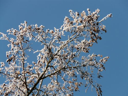 hoarfrost winter cold