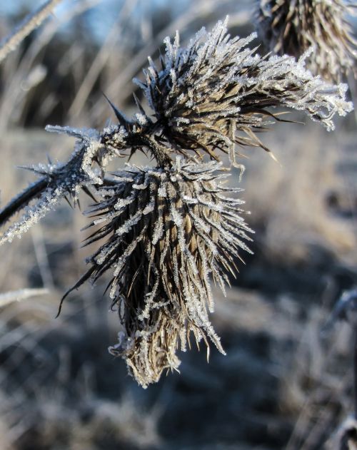 hoarfrost thistle winter